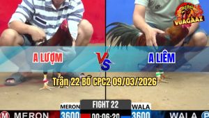 Trận 22 Bồ CPC2 9/3/2026 - Đỏ Nhập Vô Đá 3 Chân Đâm Xanh Liệt 2 Dò Rinh Ra