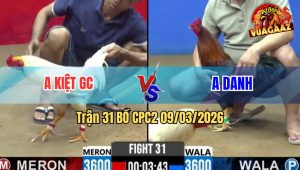 Trận 31 Bồ CPC2 9/3/2026 - Điều Mồng Cắt Đá Cây Quá Nghiệt Đâm Bướm Gục Tại Chỗ
