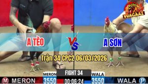 Trận 34 Bồ CPC2 6/3/2026 - Bướm Đá Như Cây Đập Đâm Điều Gãy Cánh Thua Tuyệt Đối