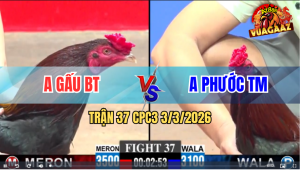 Trận 37 Bồ CPC3 3/3/32026 - Chấp Ngông 4 Chấm Và Cái Kết Ngu Người