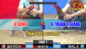 Trận 7 Bồ CPC2 4/3/2026 - Điều Đá Que Xách Xe Đi Cầm