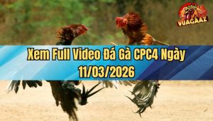 Xem Full Video Đá Gà CPC4 Ngày 11/03/2026